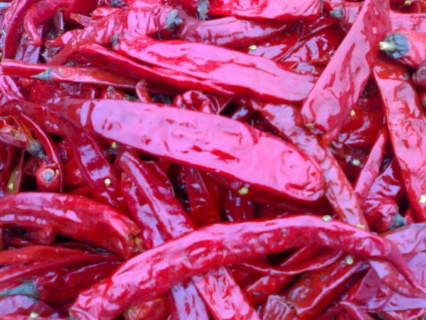Πιπέρι τσίλι Xian χαμηλής τιμής πρόσφατα ξηρό κόκκινο