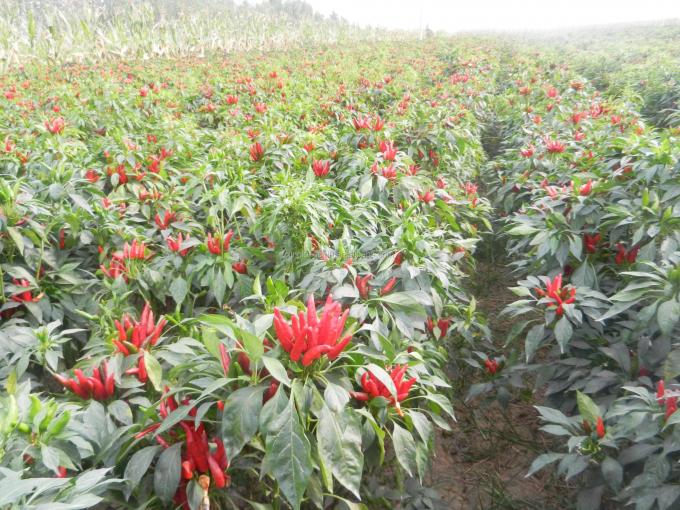 Χονδρικά φυσικά γλυκά ξηρά κόκκινα τσίλι/πιπέρι χαμηλής τιμής της Κίνας