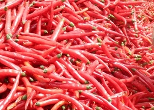 ξηρά Chilis μέτρια χρήση κολλών φασολιών τσίλι θερμότητας 8000-12000shu Erjingtiao