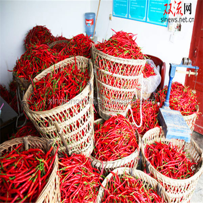 ξηρό πικάντικο Chilis κενό 100g Erjingtiao που σφραγίζεται