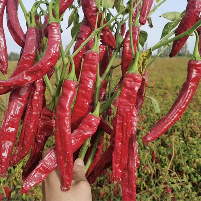 Αποξηραμένες Ισπανικές κόκκινες πιπεριές με υψηλή περιεκτικότητα σε βιταμίνες Α και Γ. Αυθεντική γεύση