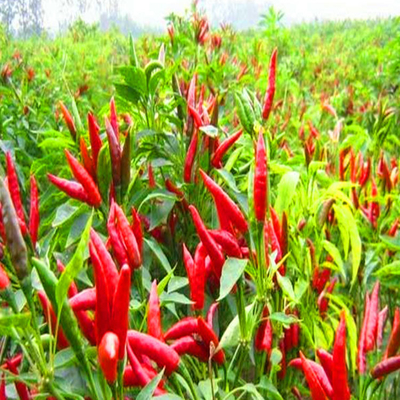 Προνομιακές ξηρές κόκκινες πιπεριές με γεύση καγιέν για τους αγοραστές