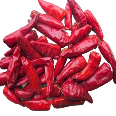 Shelf Life 1 Year dried hot chillies suitable for bulk purchase food manufacturing and seasoning industries