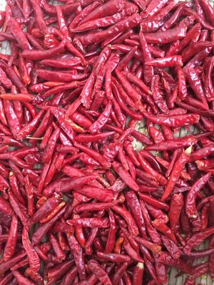 Υψηλά πικάντικα άκαυλα ξηρά κόκκινα πιπέρια Halal τσίλι εγκεκριμένο