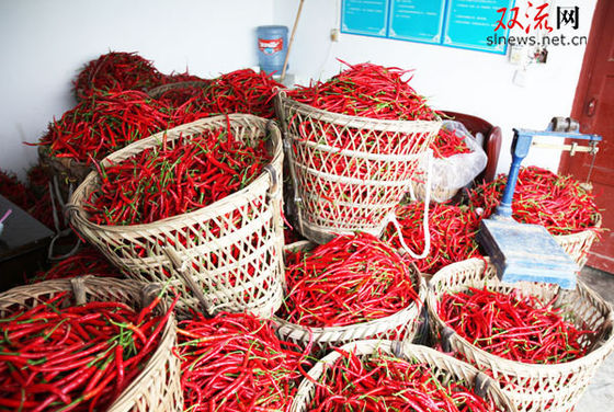 Λεπτό Sichuan Erjingtiao καμπυλών πιπέρι με την καυτή χρήση δοχείων μίσχων