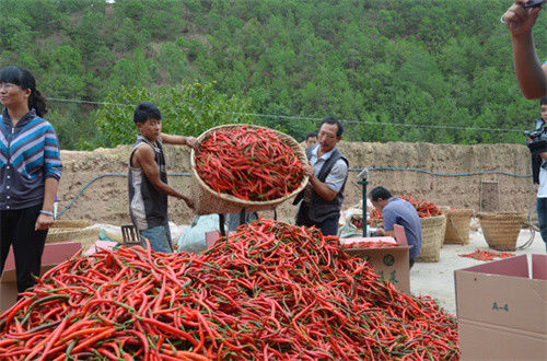 Βαθιά - κόκκινο πιπέρι του ER Jing Tiao για το γερό άρωμα μαγειρέματος