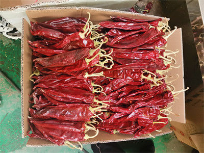 Ακατέργαστη πεπρίκα Capsicum Pepper μήκος 13cm και πάνω για επεξεργασία
