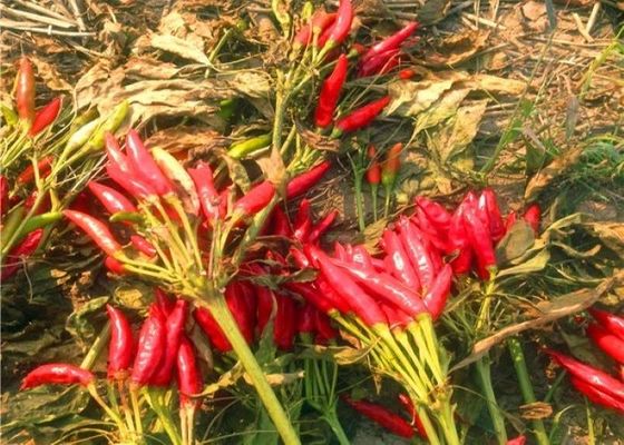 Άκαυλη ξηρά κόκκινη Sichuan πιπεριών τσίλι υγρασία τσίλι 10%