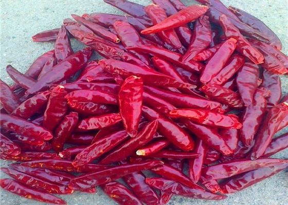Η εδώδιμη κόκκινη Chiles νέα συγκομιδή Tianjin προήλθε ξηρά πιπέρια τσίλι Arbol