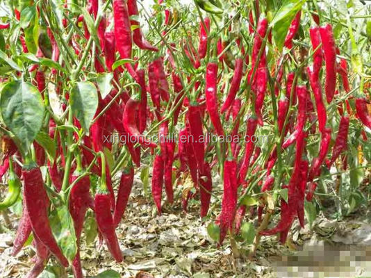 Άκαυλα ξηρά κόκκινα πιπέρια πάπρικας γλυκών πιπεριών FDA άνυδρα