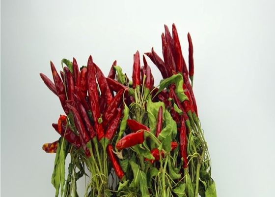 Άκαυλη ξηρά κόκκινη Sichuan πιπεριών τσίλι υγρασία τσίλι 10%