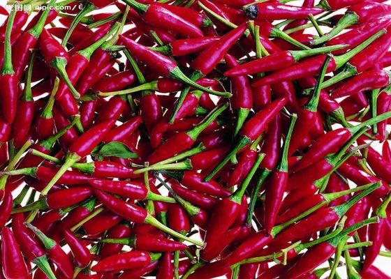 Τα κόκκινα τσίλι της Τιάντζιν Αληθινή καυτερή γεύση από την Κίνα