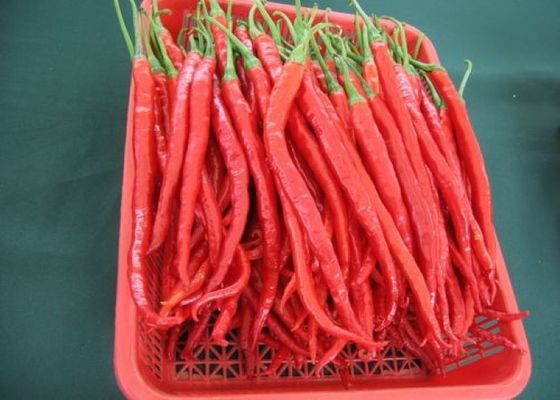 Κόκκινο Erjingtiao ξηρό Chilis πικάντικο προήλθε αφυδατώνοντας πιπέρια τσίλι