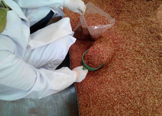 Η ισχυρή γεύση προήλθε συντριμμένες Yidu κόκκινες νιφάδες τσίλι για το καρύκευμα πιτσών