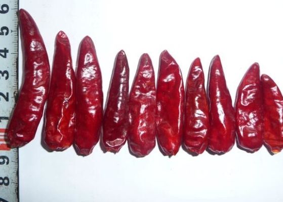 Sichuan κόκκινα σφαιρών πιπέρια κκπ τσίλι τσίλι άκαυλα ξηρά καυτά