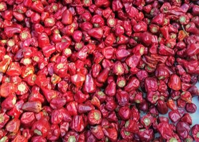 Ξηρά κόκκινα πιπέρια 2CM τσίλι της κκπ αφυδατωμένο πιπέρι φαναριών ζωή του προϊόντος στο ράφι 2 ετών