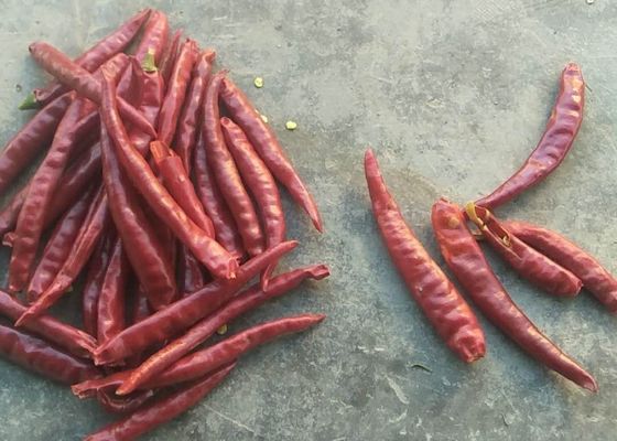 Ενιαία κόκκινα τσίλι υψηλό SHU πικάντικο HACCP Tianjin χορταριών ξηρά ολόκληρα