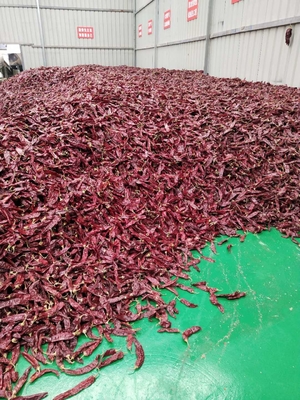 Αξία Α Στερεωμένο Guajillo Chili Όλο / Stick Ακαθαρσία 0,3% Μέγιστη Αξία 10-15cm