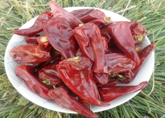 Ένα υψηλού επιπέδου Guajillo Yidu Chili Κόκκινο πιπέρι Beijinghong Jinta Χρυσό εργοστάσιο τσίλι