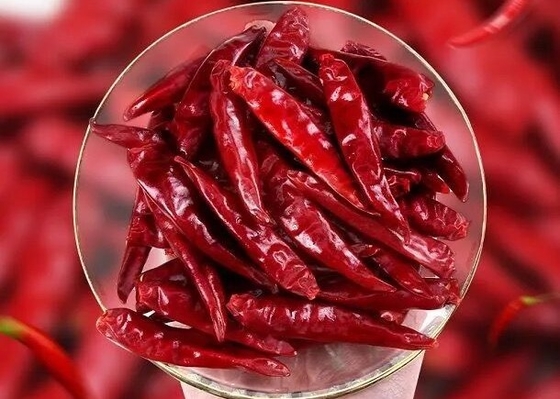 Ξηρά κόκκινα πιπέρια τσίλι Tien Tsin Tianjin για το μαγείρεμα του συστατικού