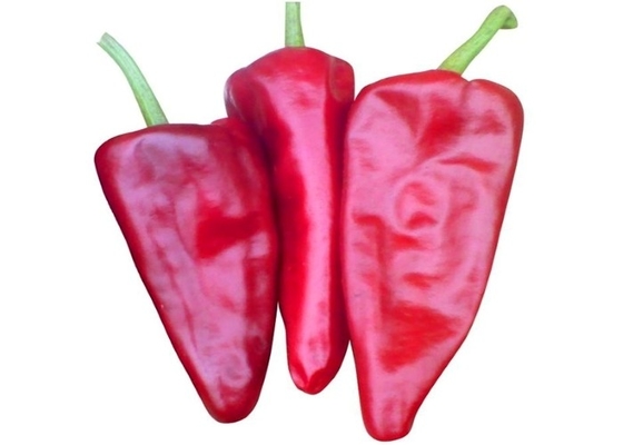 100 Kcal/100g Yidu κόκκινη βιταμίνη Α μεθόδου αποθήκευσης θέσεων τσίλι ξηρά και δροσερή